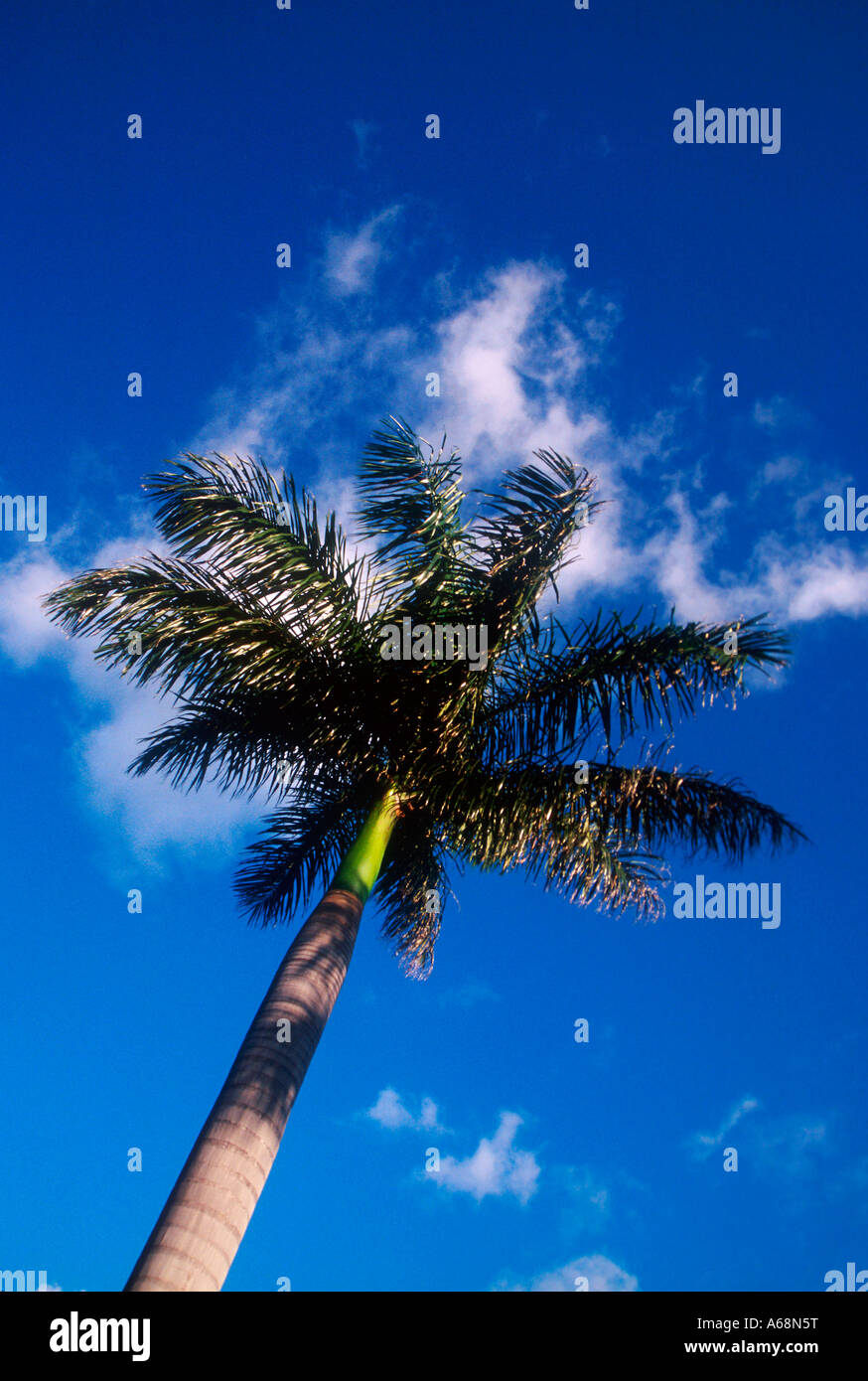Palm tree Florida Stock Photo Alamy