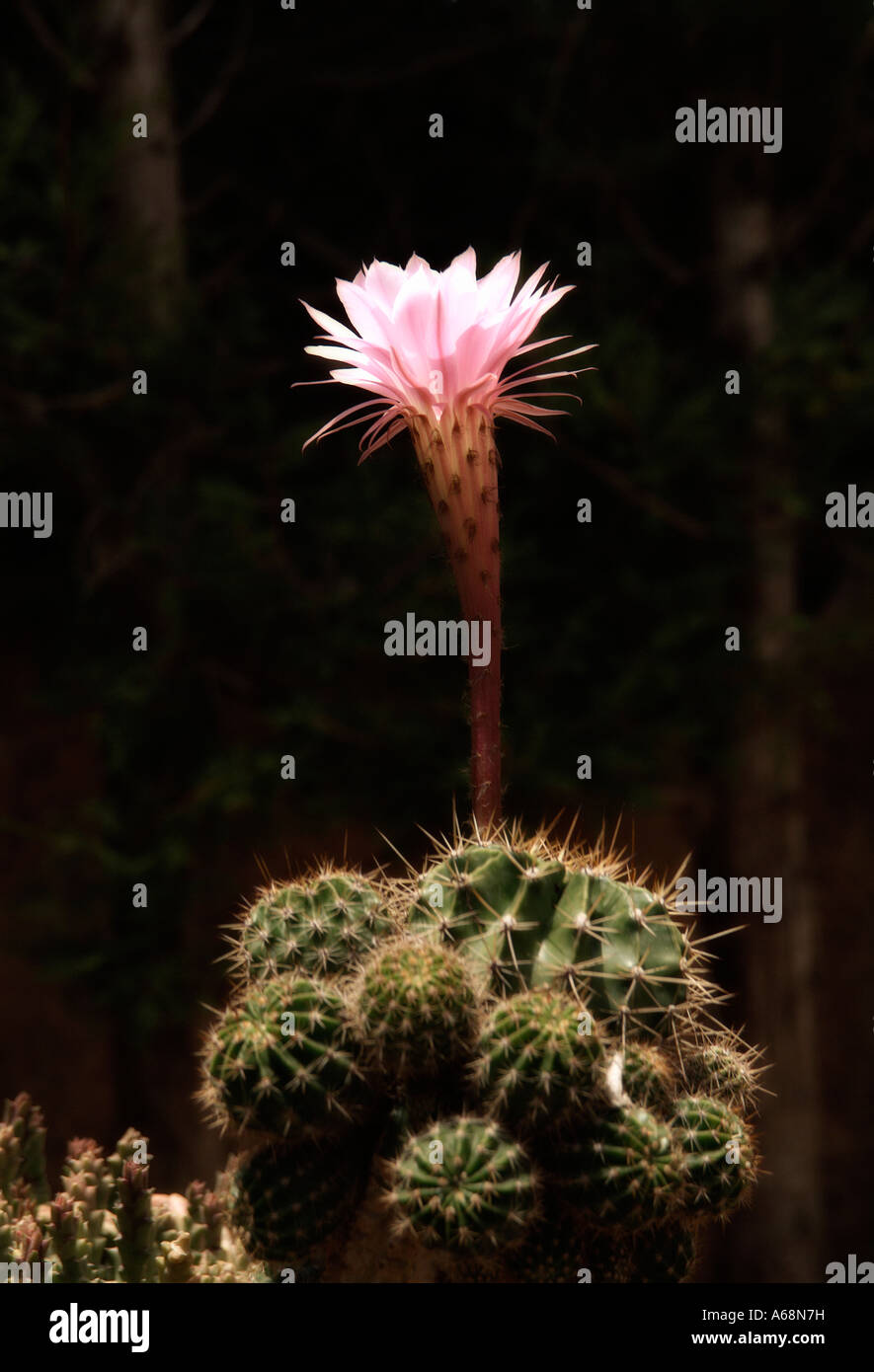 Blooming Echinopsis Cactaceae Stock Photo