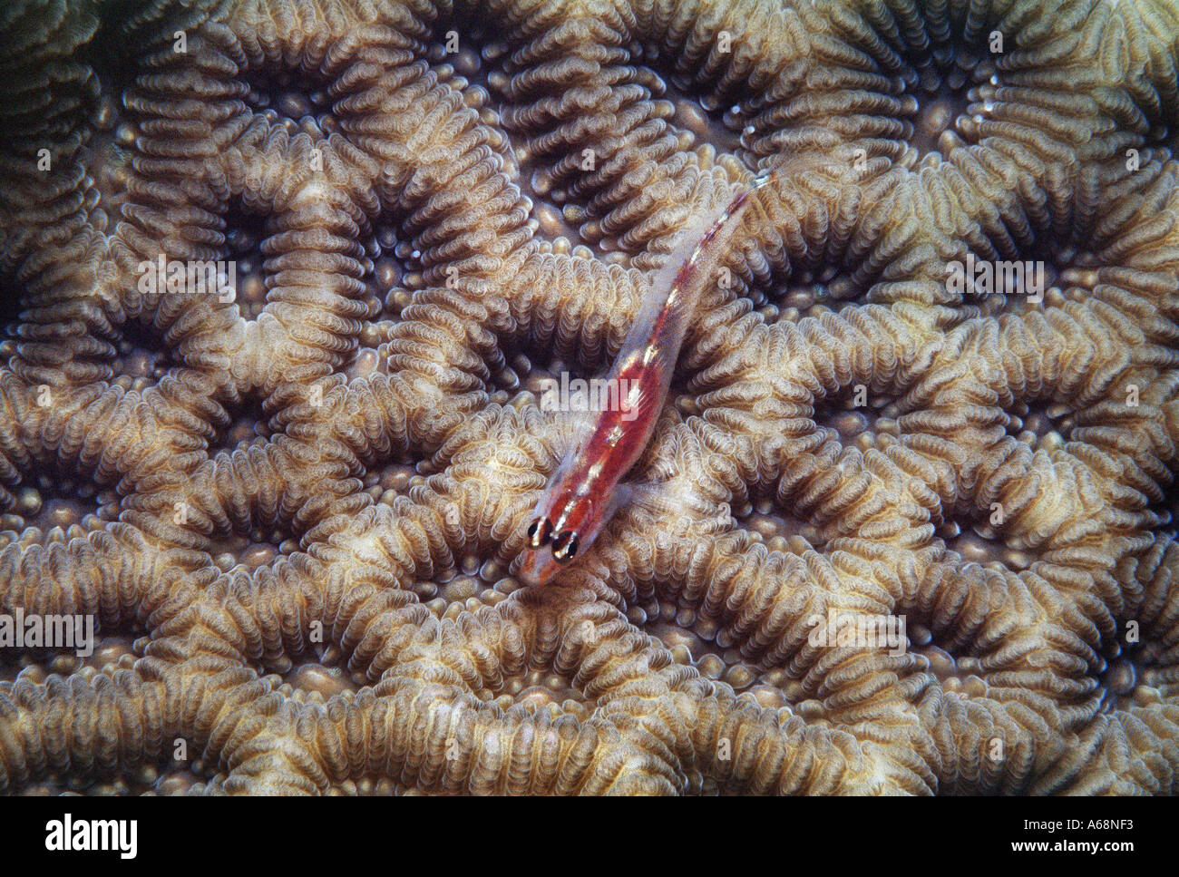 close up of small fish on hard coral Stock Photo