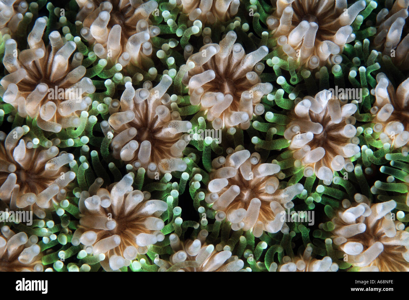 close up of coral texture Stock Photo