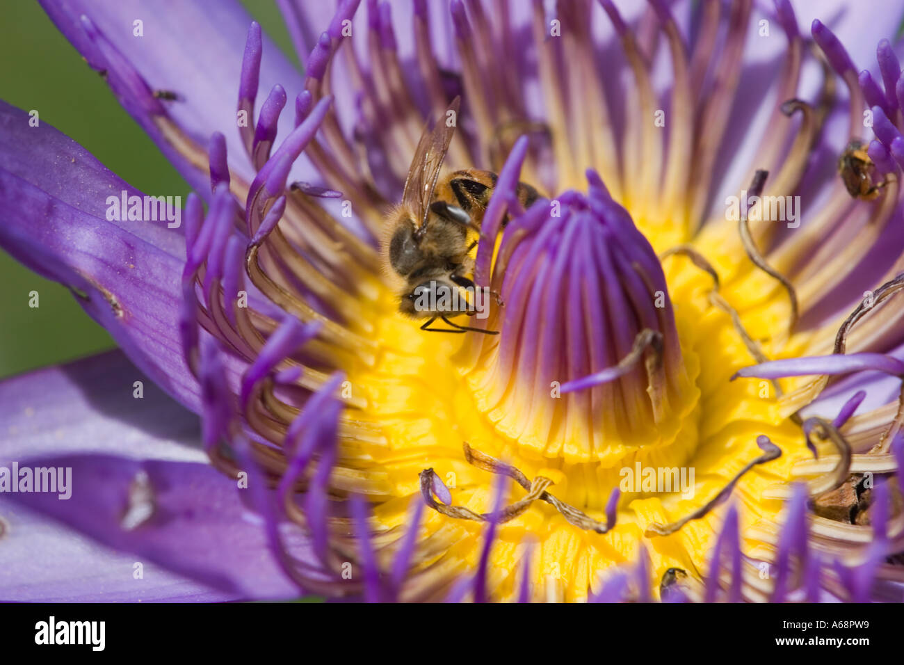 A bee on a large purple flower (Brazil 2005) Stock Photo