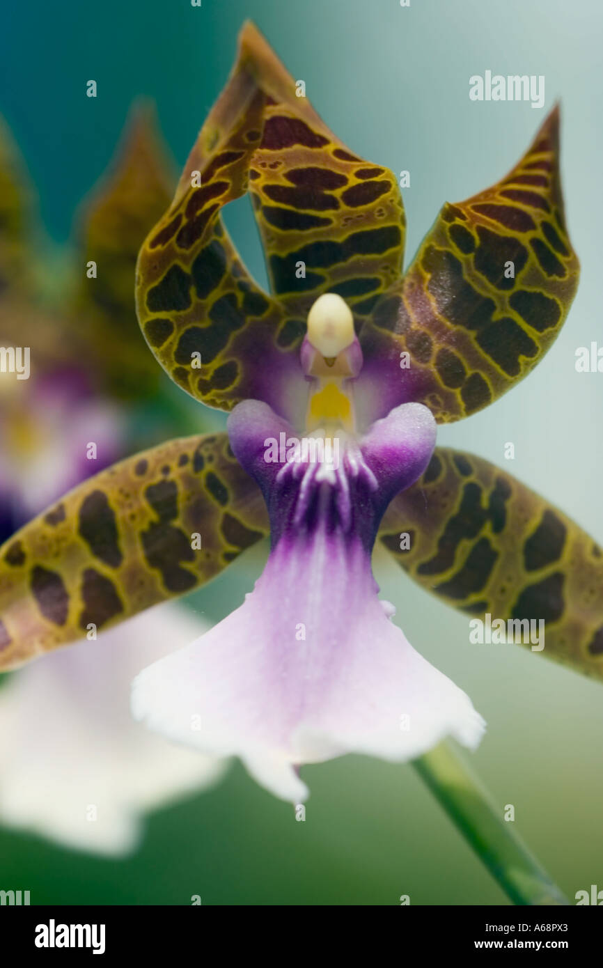 Macro photograph of an Orchid C Stock Photo