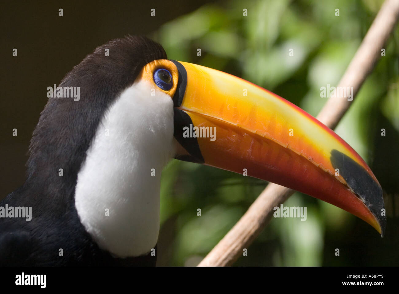 Toucan horizontal profile- turning slightly away from camera (Argentina 2005). Stock Photo