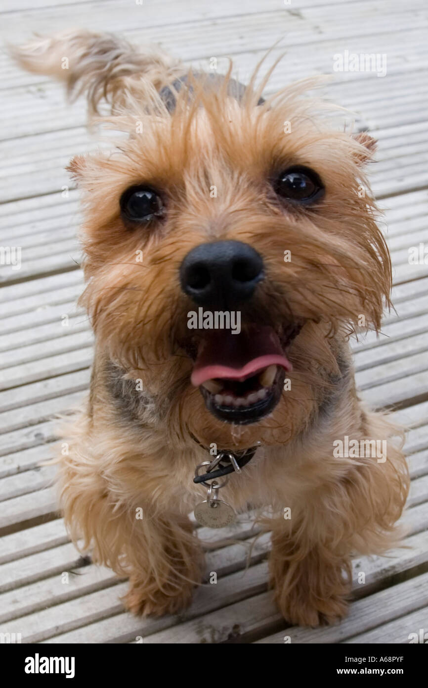 Yorkshire Terrier wide angle portrait Stock Photo