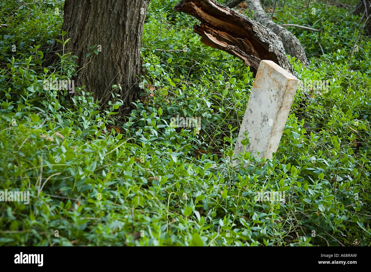 Overgrown grave marked by a headstone in a green forest Stock Photo