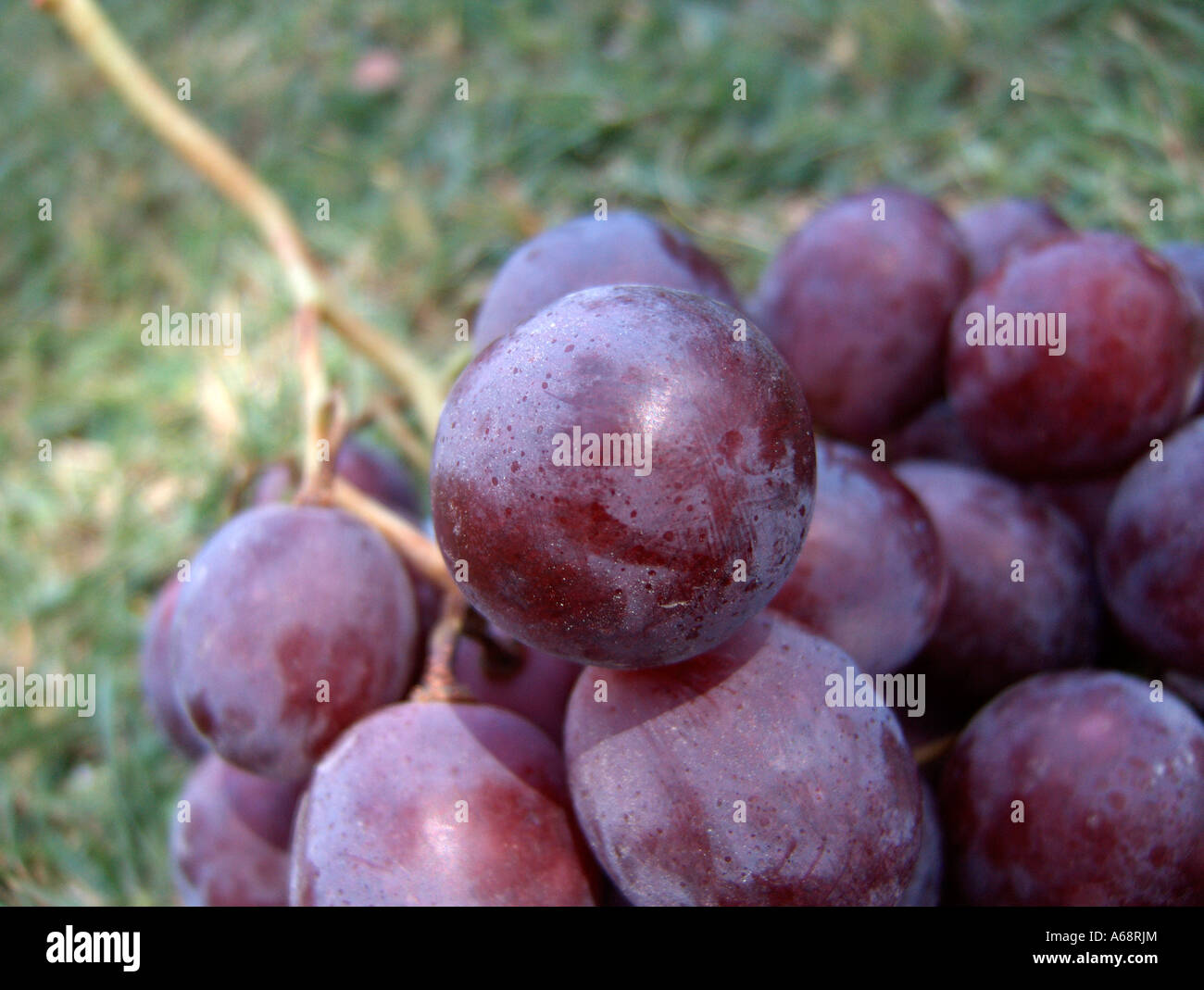 Closeup of common grape vine (Vitis vinifera) over the grass Stock Photo
