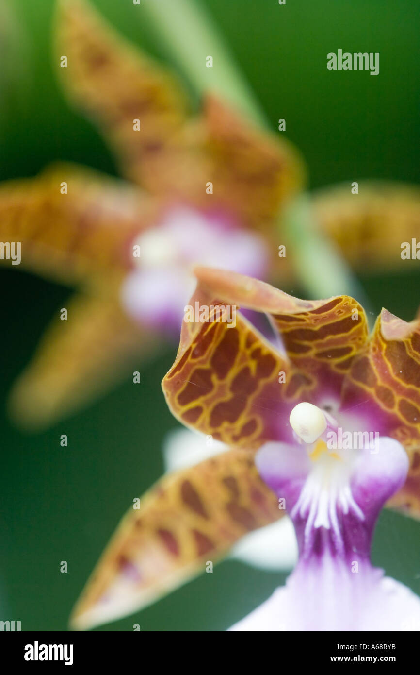 Macro photograph of Orchids Stock Photo