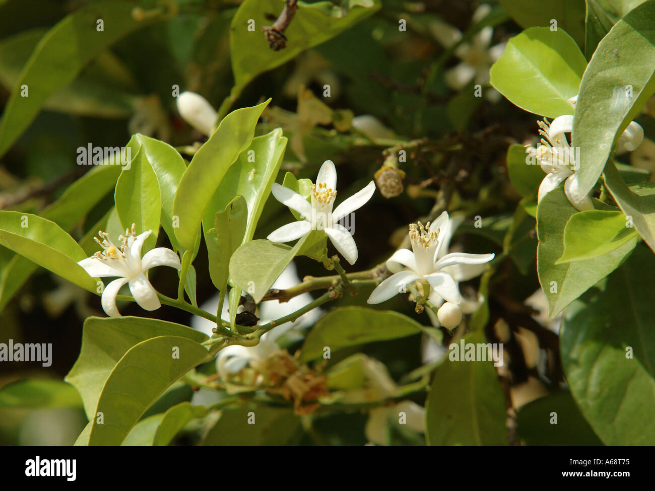 Orange Blossom in Patio de Bandera Seville Spain Stock Photo Alamy