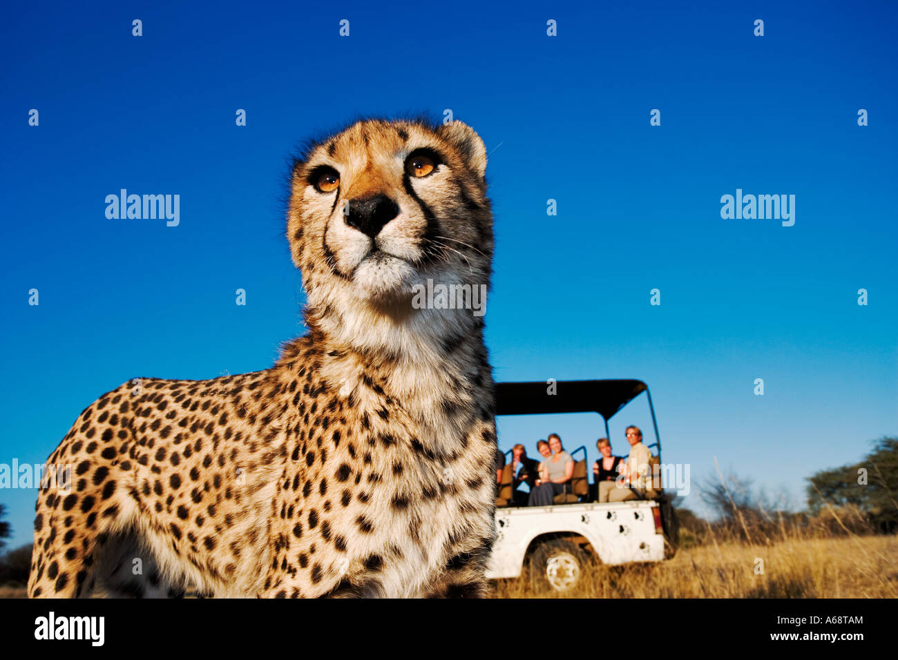 Namibia safari vehicle cheetah hi-res stock photography and images