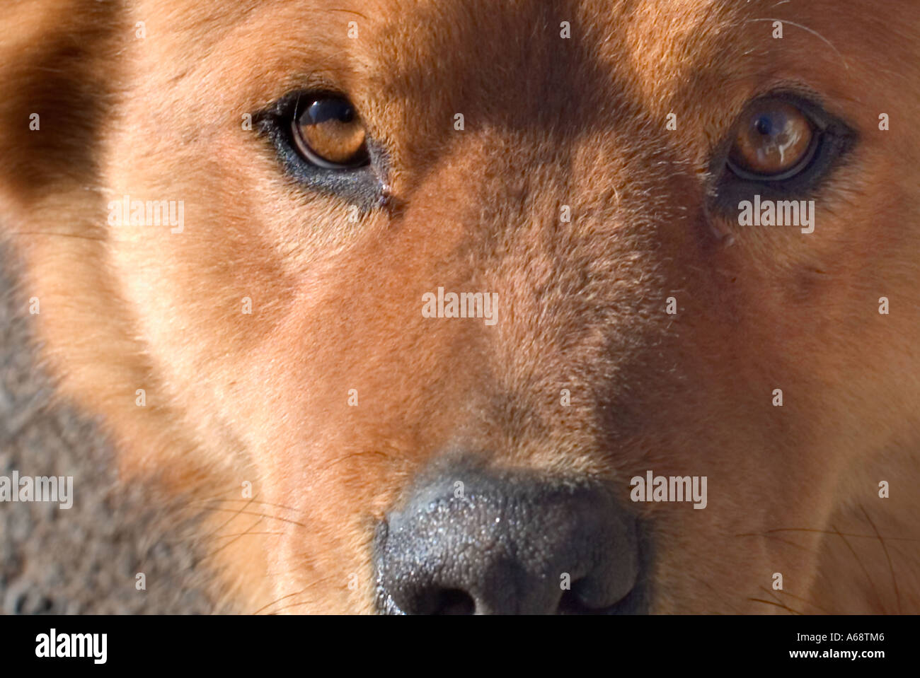 Close up of dogs nose and eyes Stock Photo