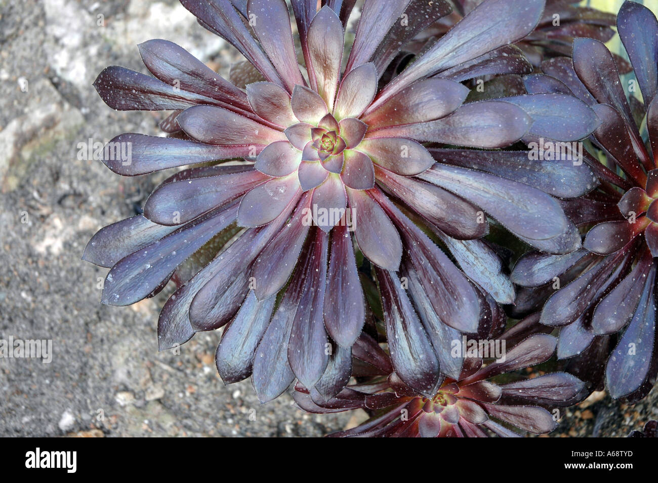Aeonium Arboreum Atropurpureum Purple Rose Tree Stock Photo - Alamy