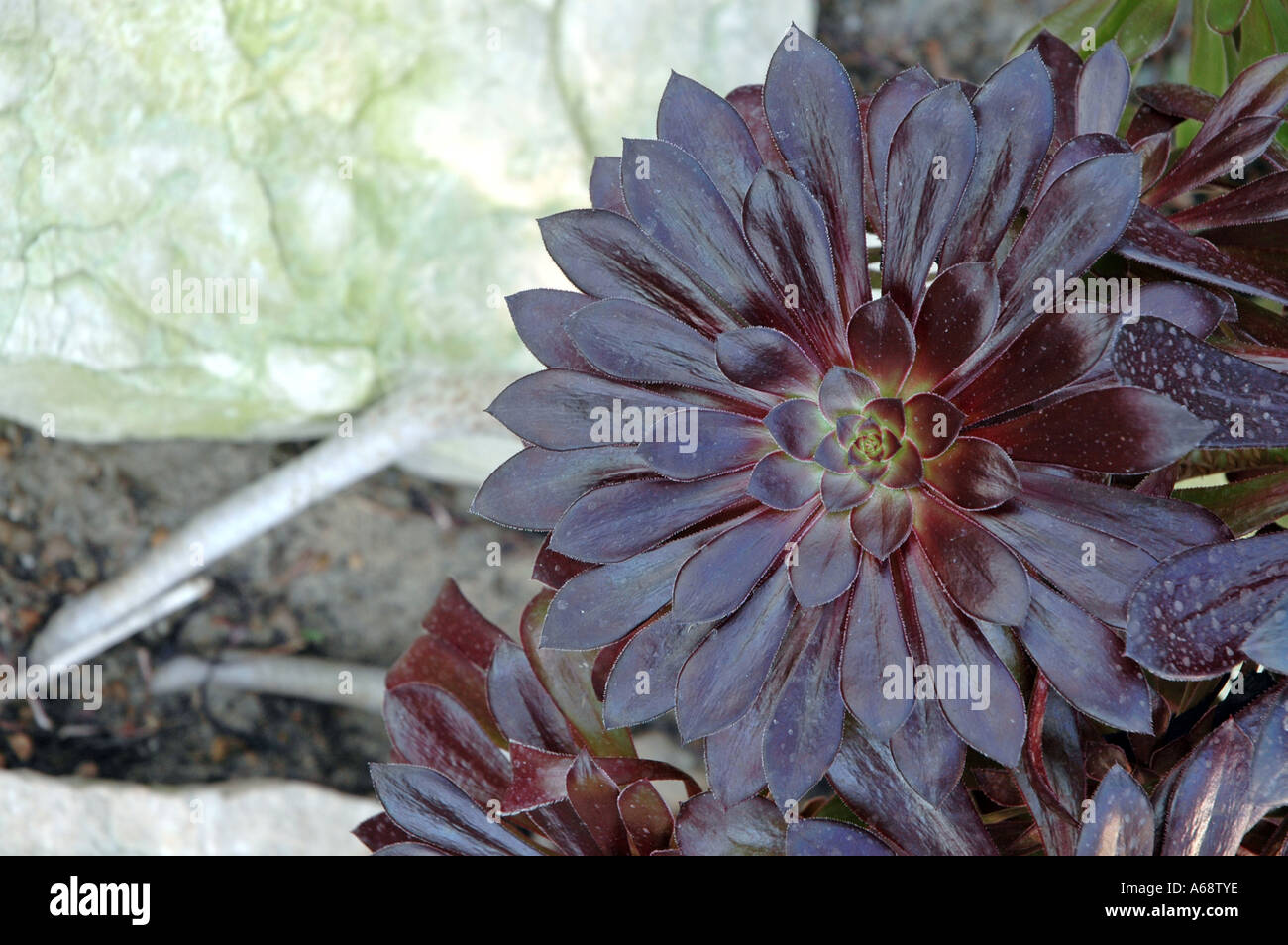 Aeonium Arboreum Atropurpureum Purple Rose Tree Stock Photo - Alamy