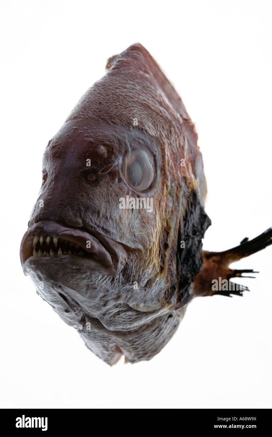 Fish front view Stock Photo - Alamy