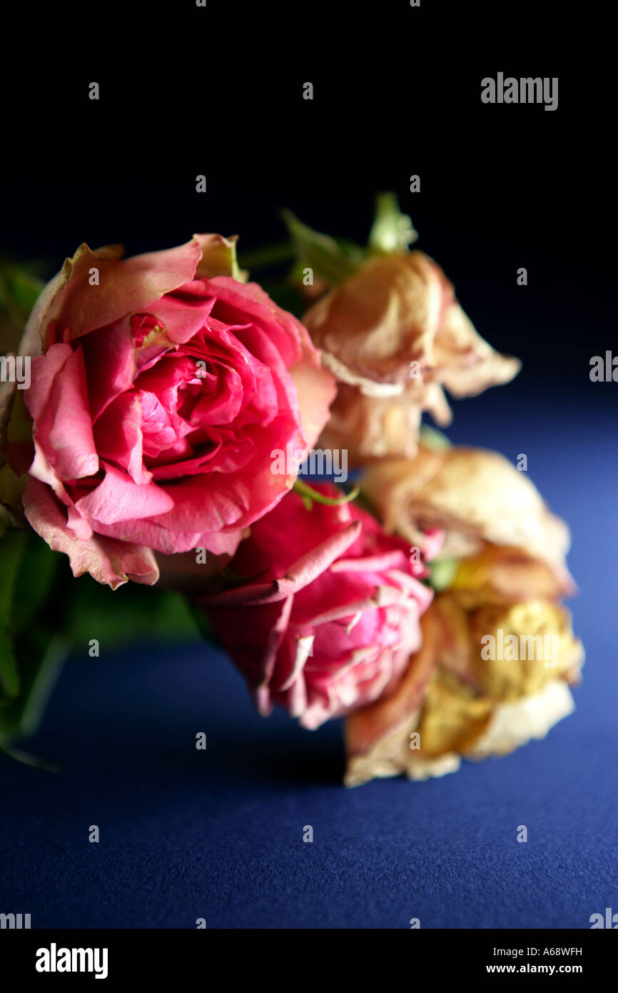 Roses on blue table Stock Photo - Alamy