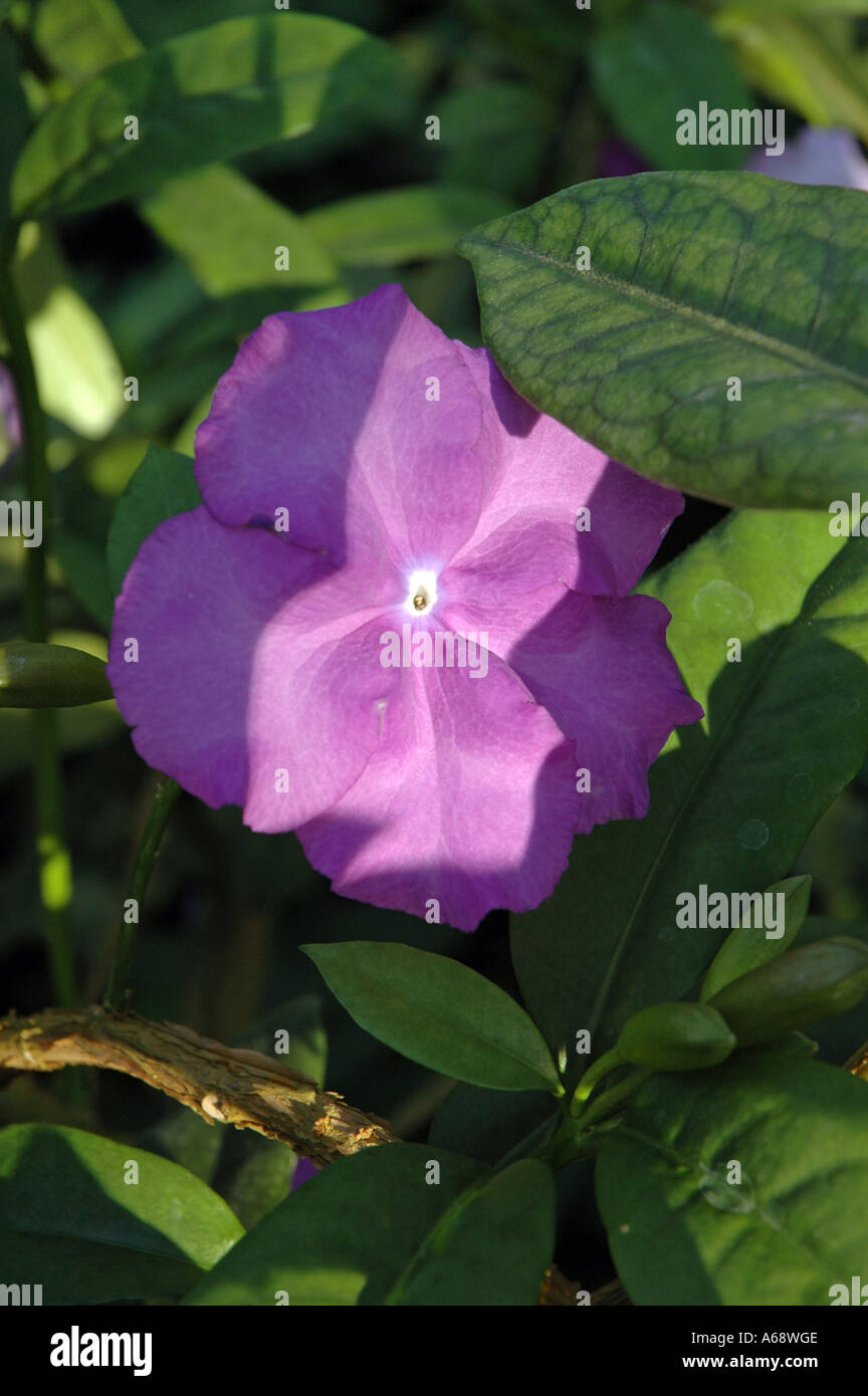 Brunfelsia pauciflora var calycina Yesterday Today and Tomorrow flower Stock Photo