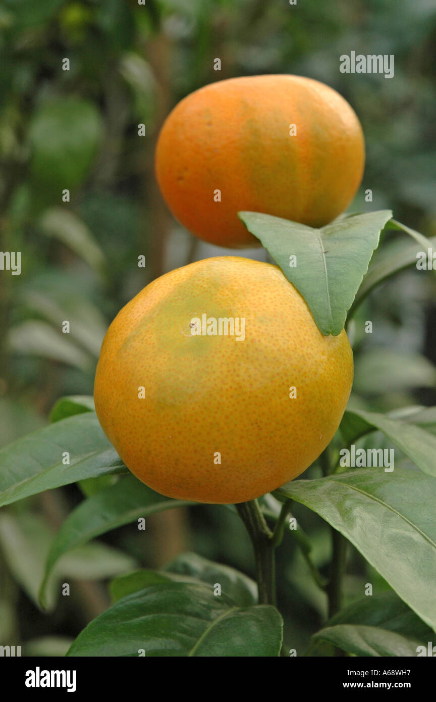 Citrus Murcott Tangerina Rutaceae Stock Photo
