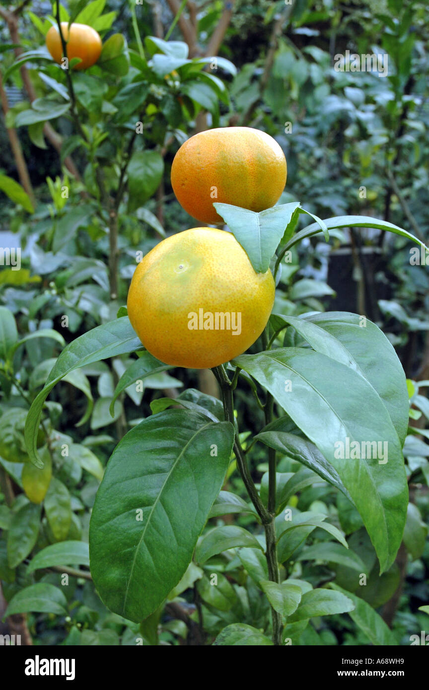 Citrus Murcott Tangerina Rutaceae Stock Photo