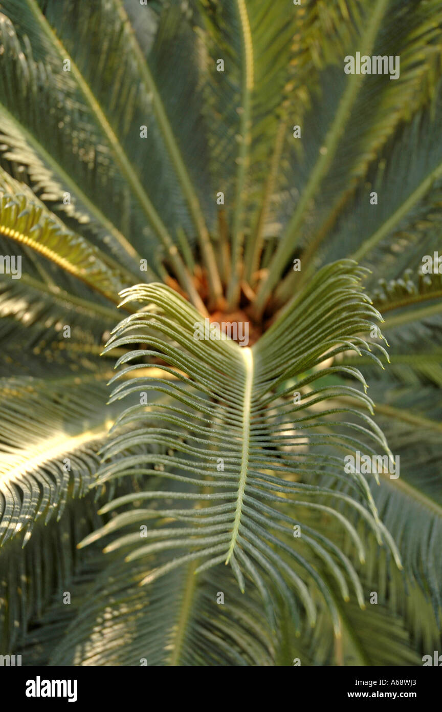 Cycas revoluta King Sago Palm Stock Photo