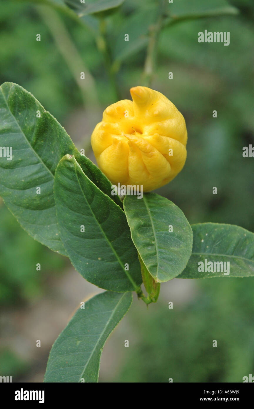 Citron Medica var Sarcodactylis Finger citron fruit also called Buddha ...