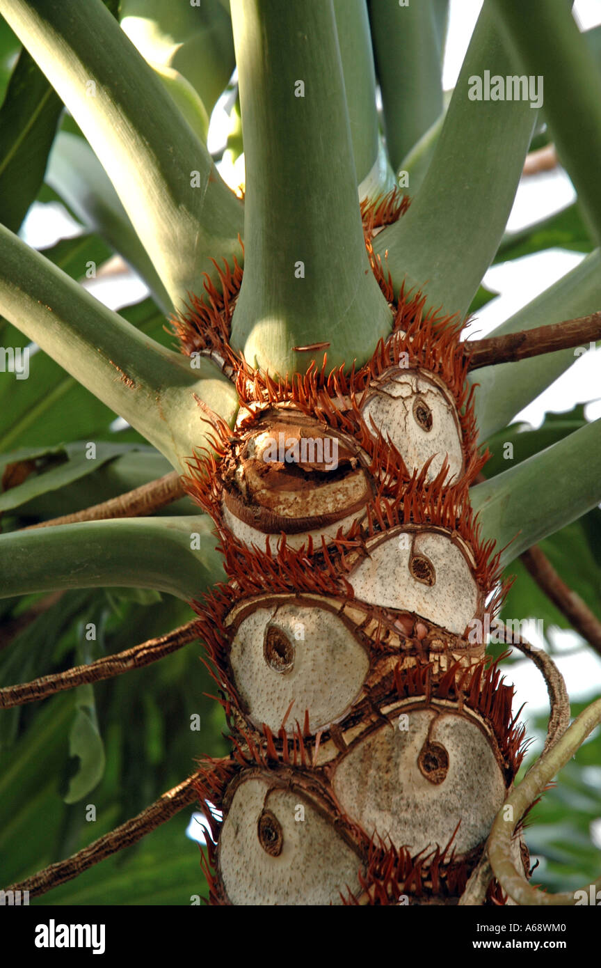philodendron leaf split selloum plant called c8 alamy leaves cut monstera between source center deliciosa