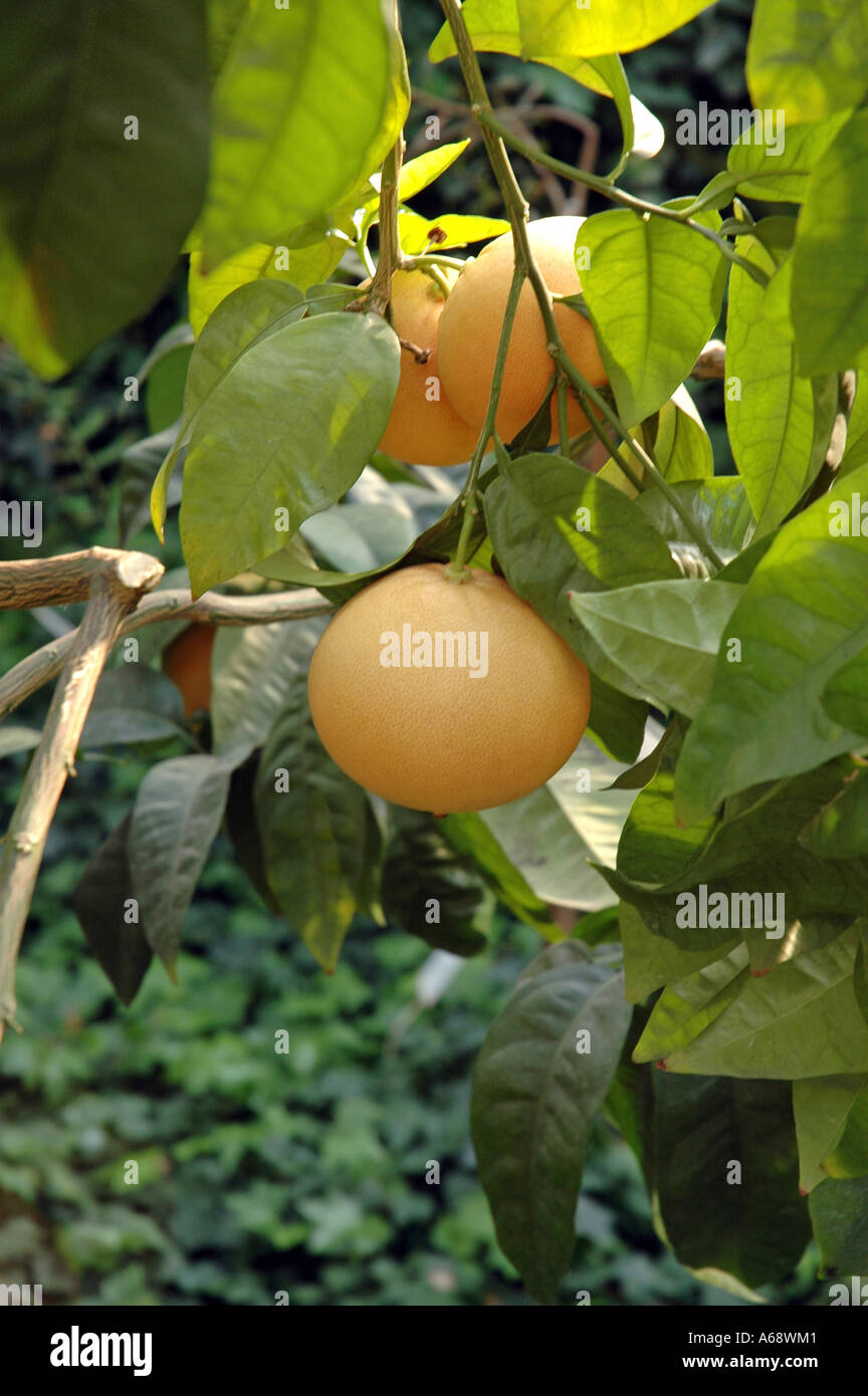 Citrus paradisi var RIO RED Grapefruit Stock Photo Alamy