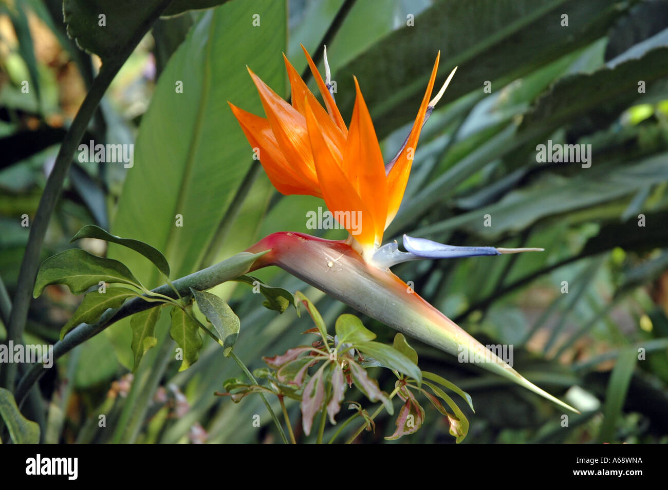 Bird of Paradise flower Stock Photo Alamy