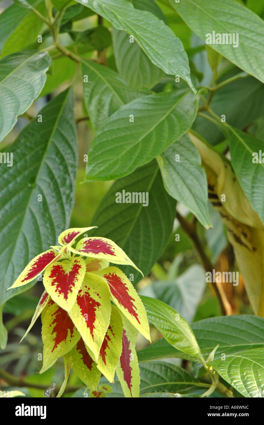 Megaskepasma erythrochlamys Brazilian Red Cloak Stock Photo Alamy
