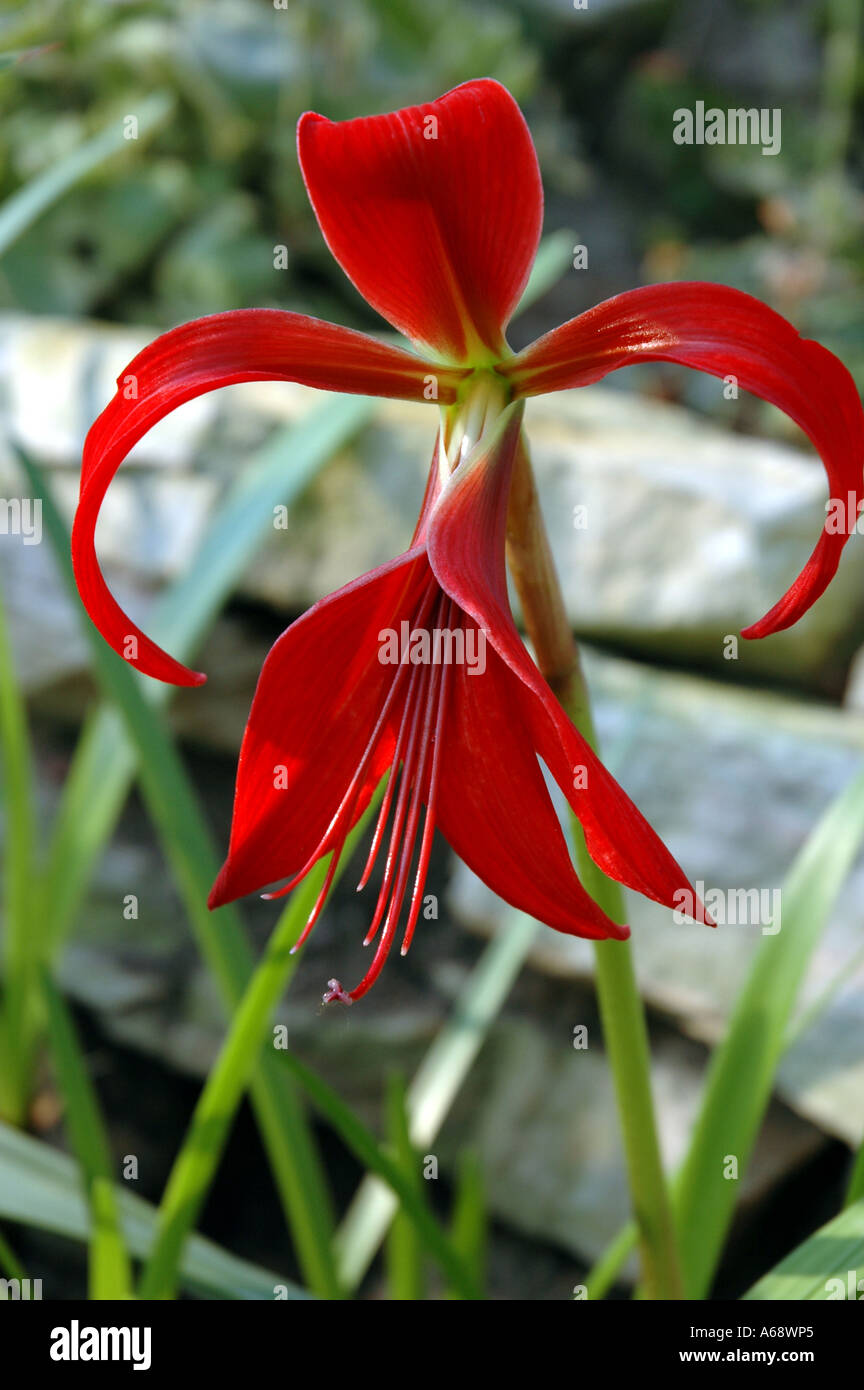 Sprekelia Formosissima Aztec Lily also called St James Lily or Jacobean Lily Stock Photo
