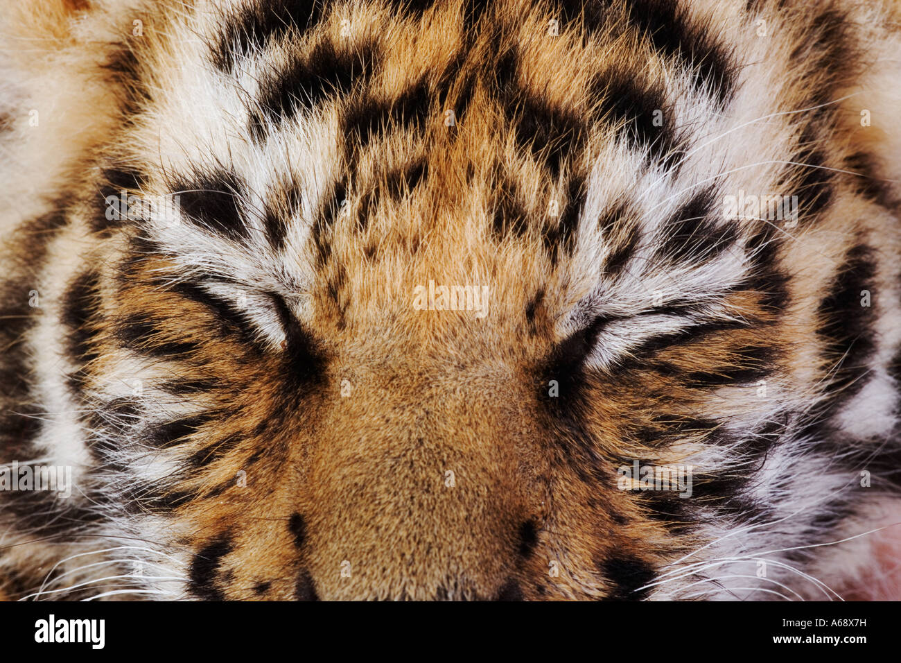 Tiger Panthera tigris Portrait of a two month old cub Distribution Asia Stock Photo