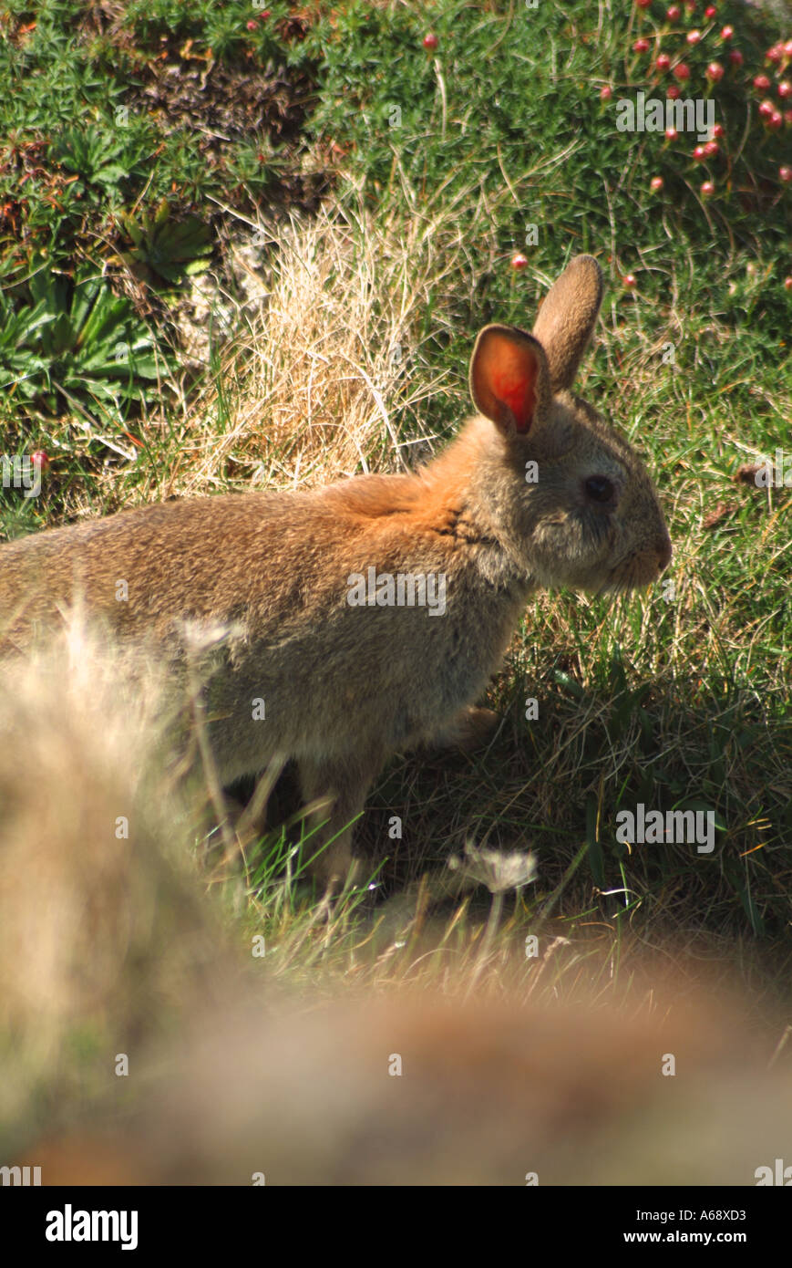 Wild Rabbit Britain A wild rabbit at Lands end Cornwall UK Stock Photo - Alamy