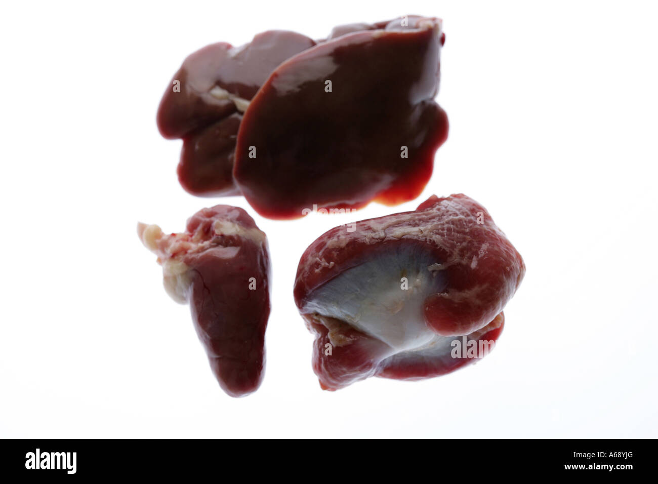 Animal s kidney Stock Photo