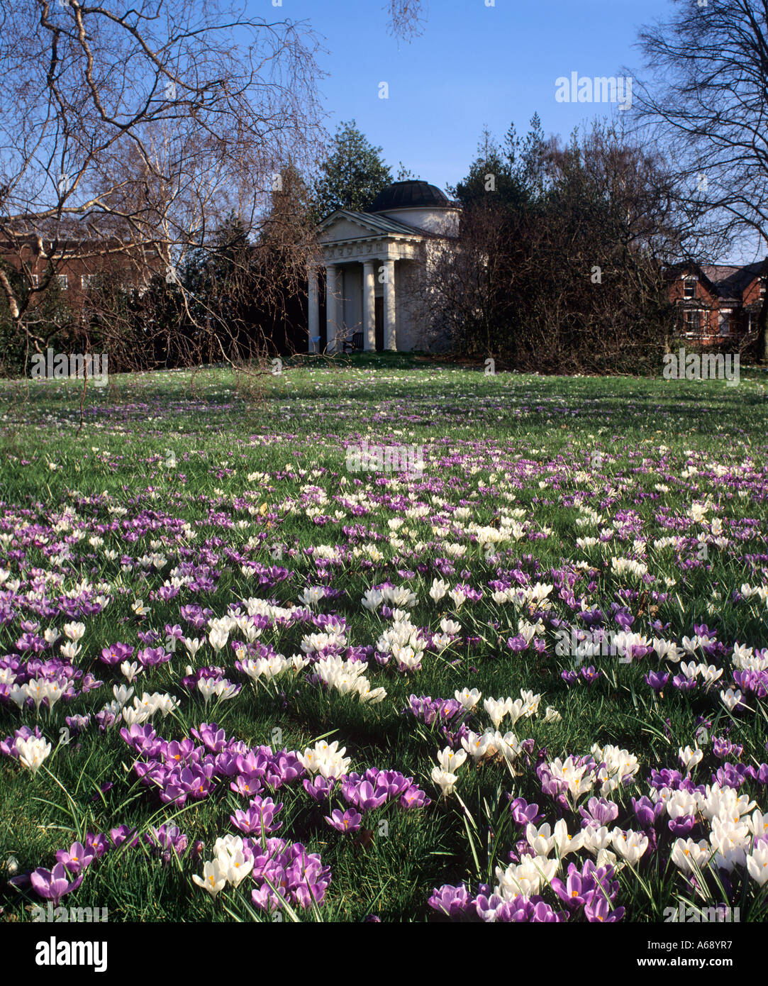 Temple and carpet of crocus bulbs , Kew gardens , London , England Stock Photo