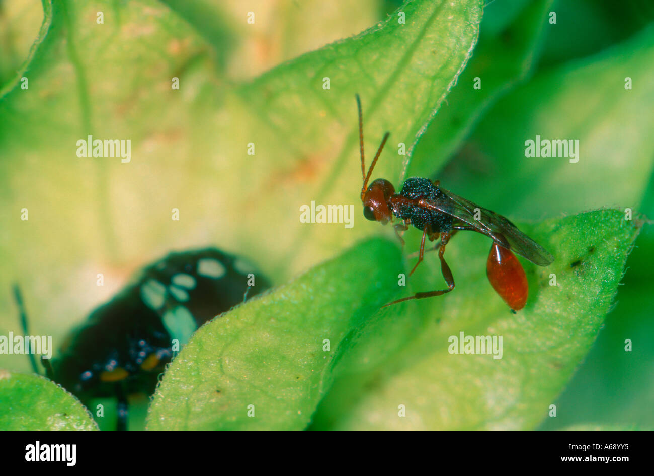 Hymenopteran, Family Sphecidae Stock Photo