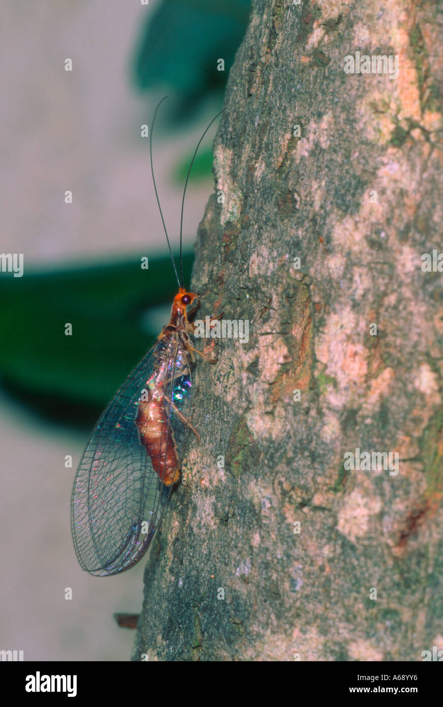 Lacewing, Nothochrysa sp. On tree trunk Stock Photo