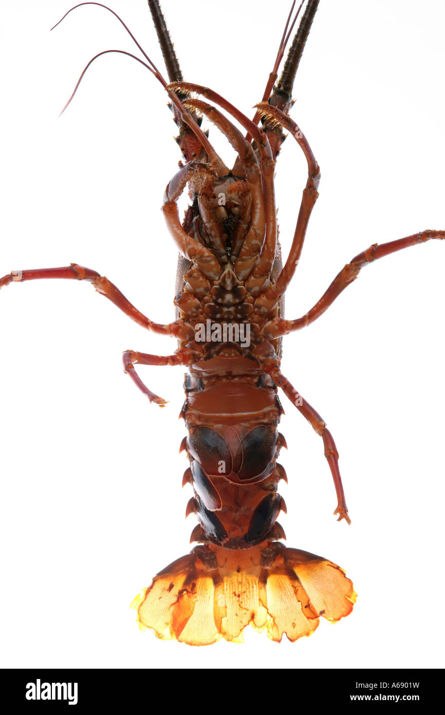 Observer Bottom Lobster bottom view Stock Photo - Alamy