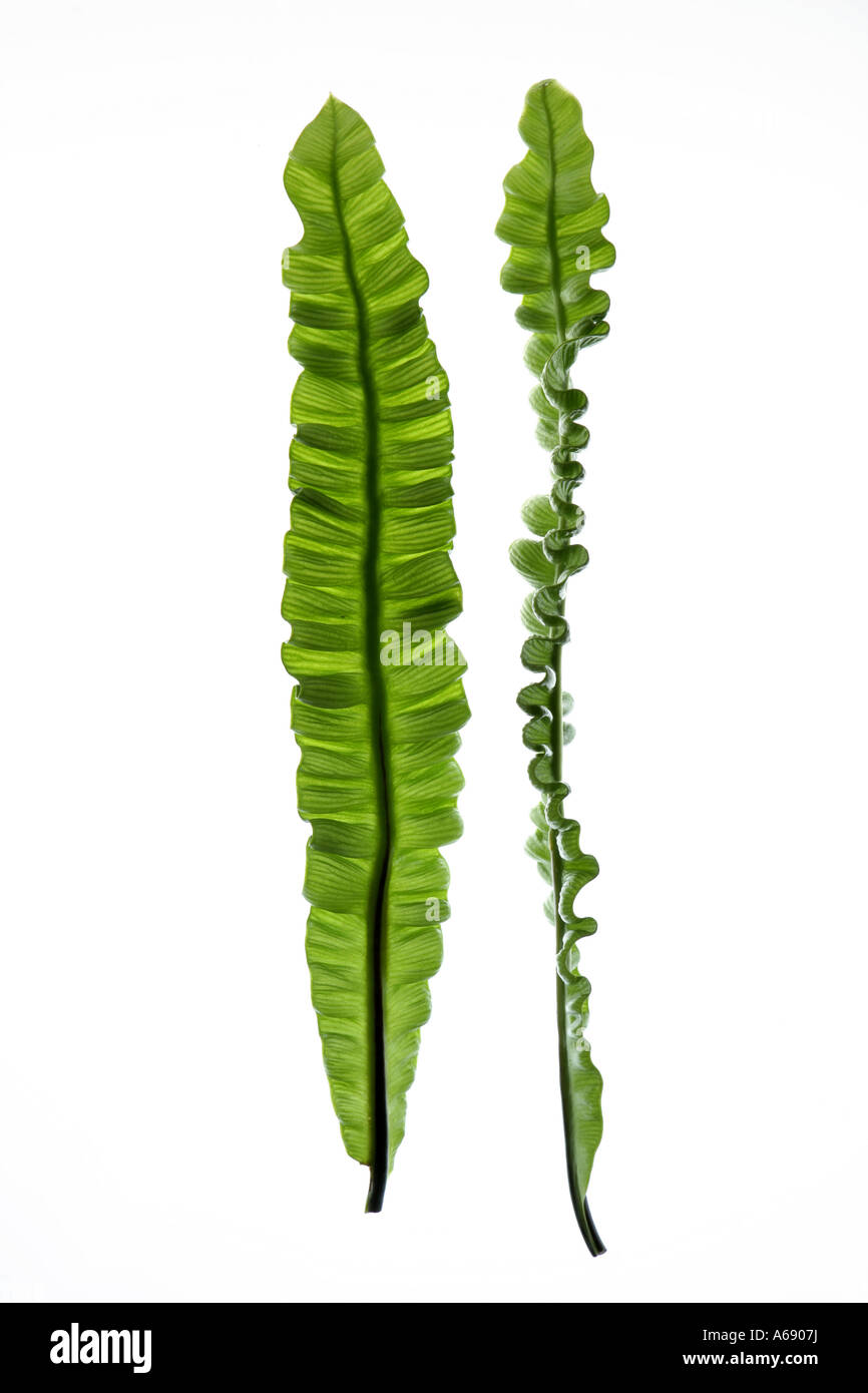 Two fern leaves Stock Photo Alamy