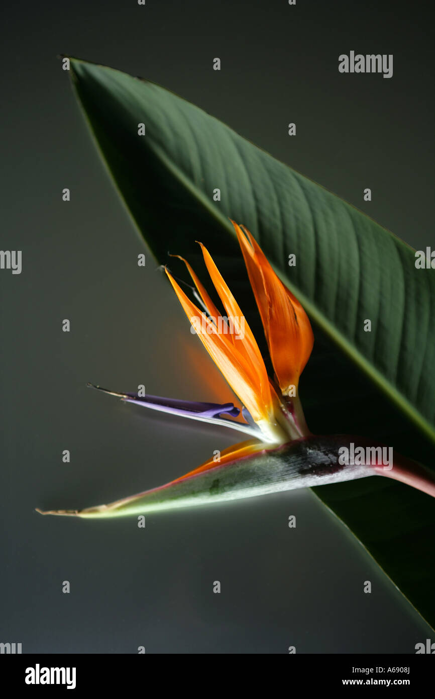 Birds of Paradise plant Stock Photo - Alamy