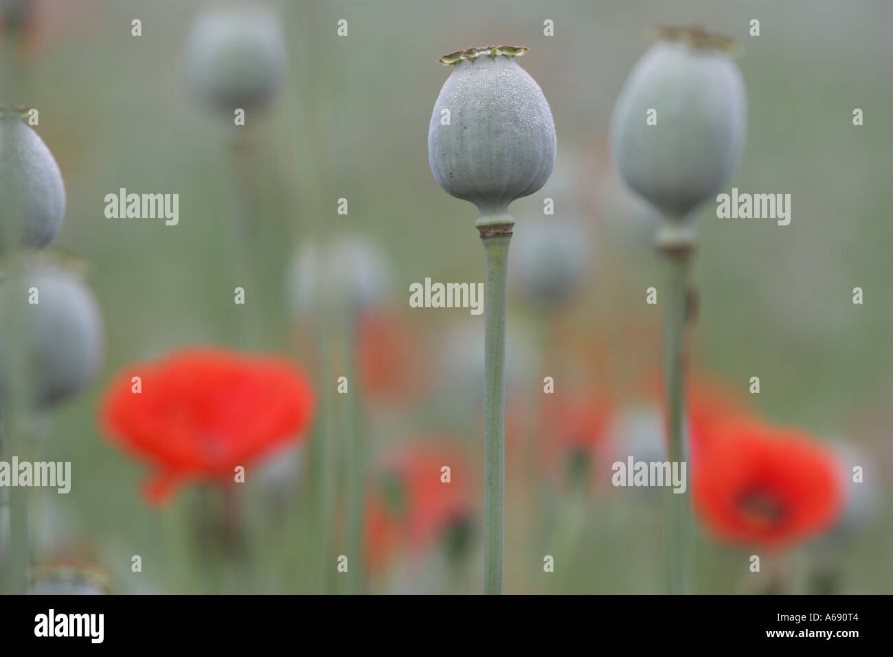 Poppy [seed head] [Papaver rhoeas], "close up" detail, England, UK