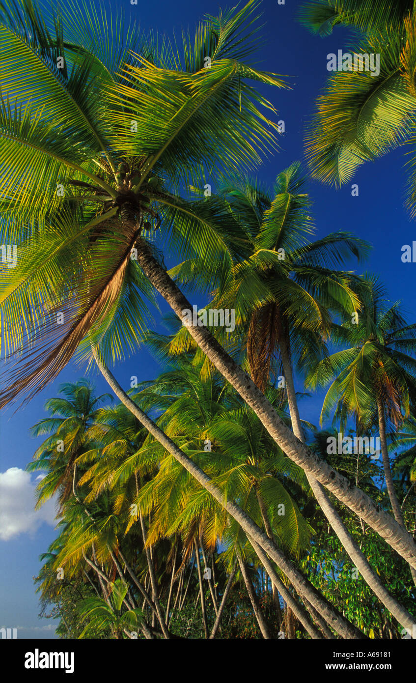 Palm Trees Pigeon Point Tobago Stock Photo