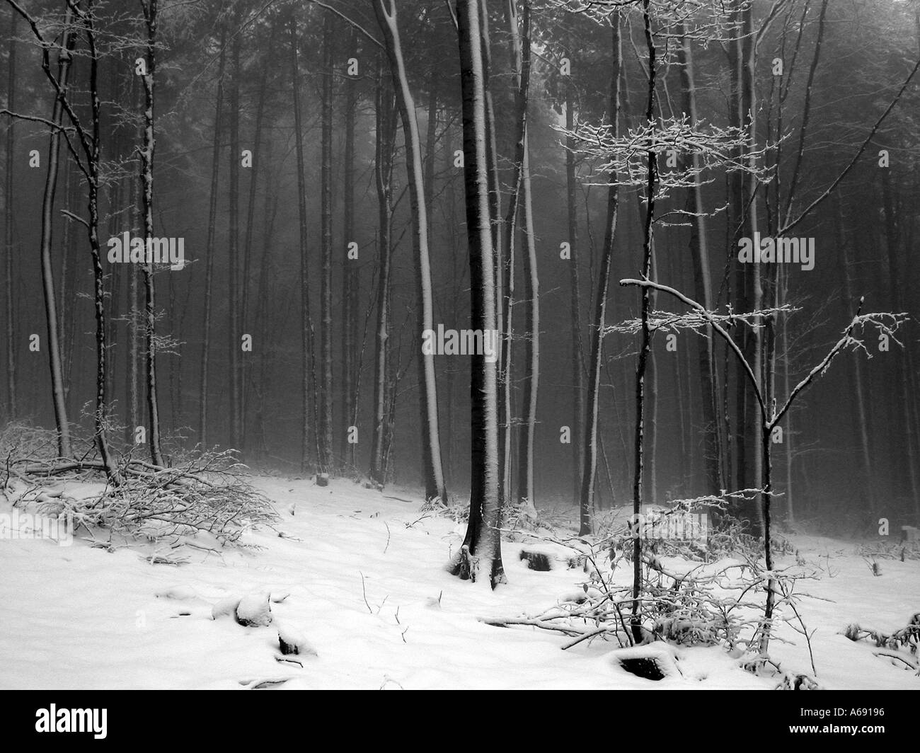 Beech cold weather Black and White Stock Photos & Images - Alamy
