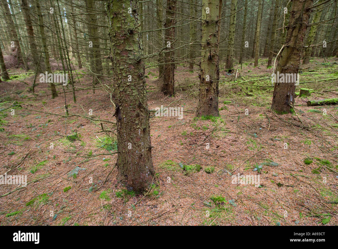 Indusrtial forest Stock Photo