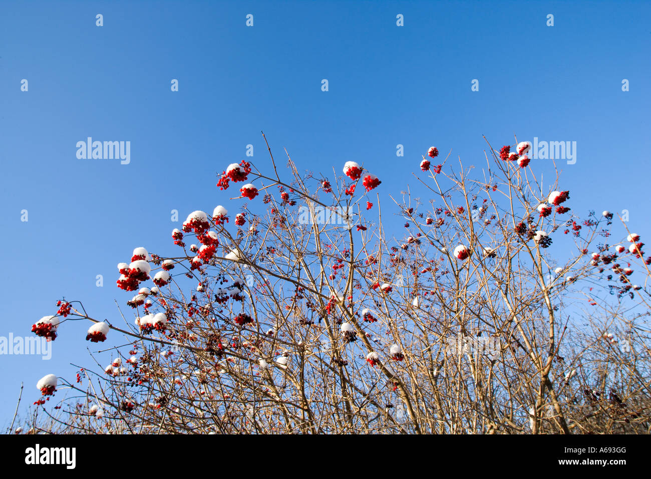 Guelder rose berries covered in snow Stock Photo - Alamy