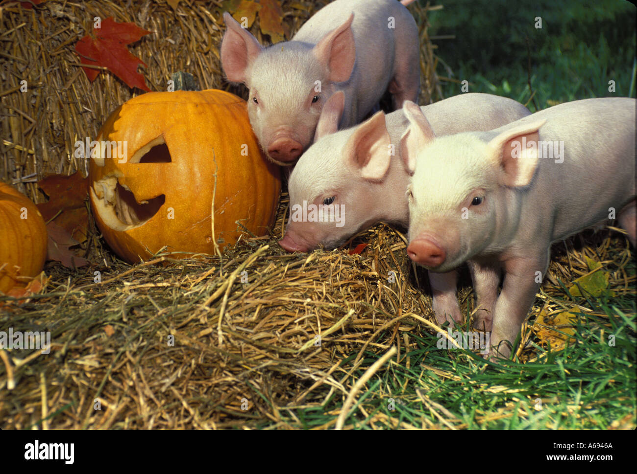 crowd of three 4 way cross hybrid piglets standing beside a jack'o'lantern carved pumpkin in autumn leaves and dry hay Midwest USA Stock Photo