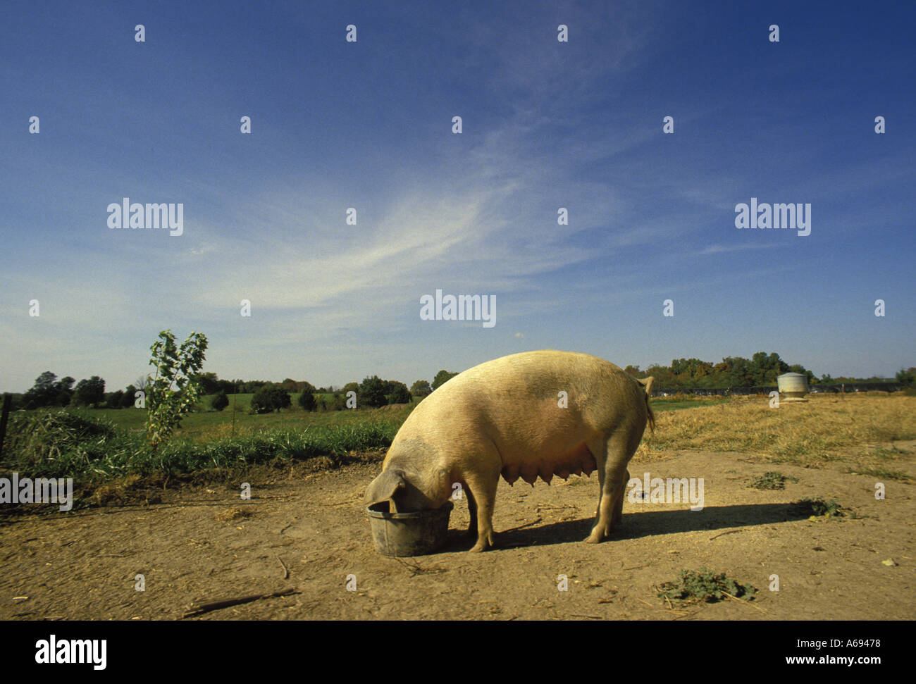 Large 4way cross mother pig eating lunch from a bucket in dirt field