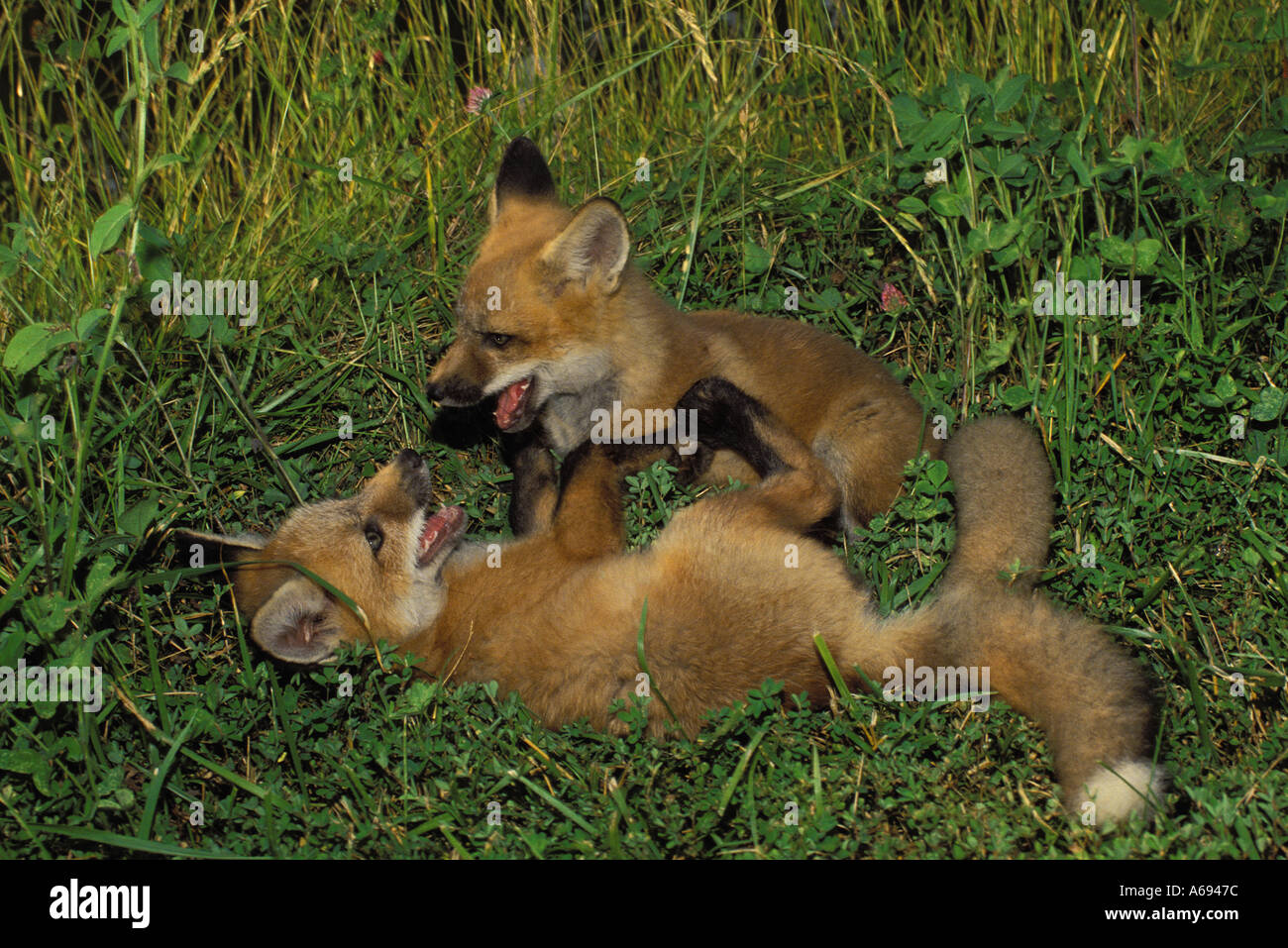 Two young red fox kits (Vulpes fulva) play in field, Missouri United