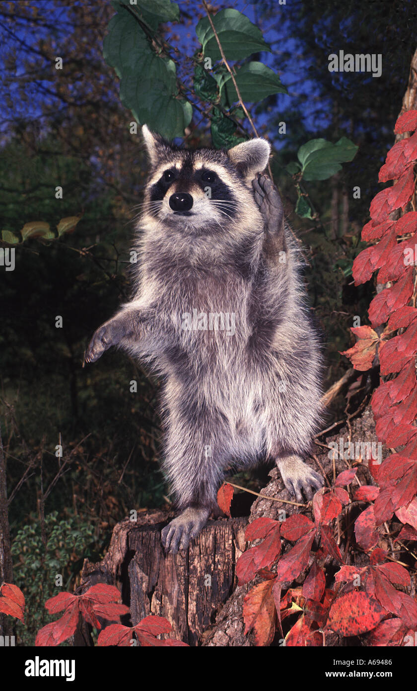 Raccoon standing up hires stock photography and images Alamy
