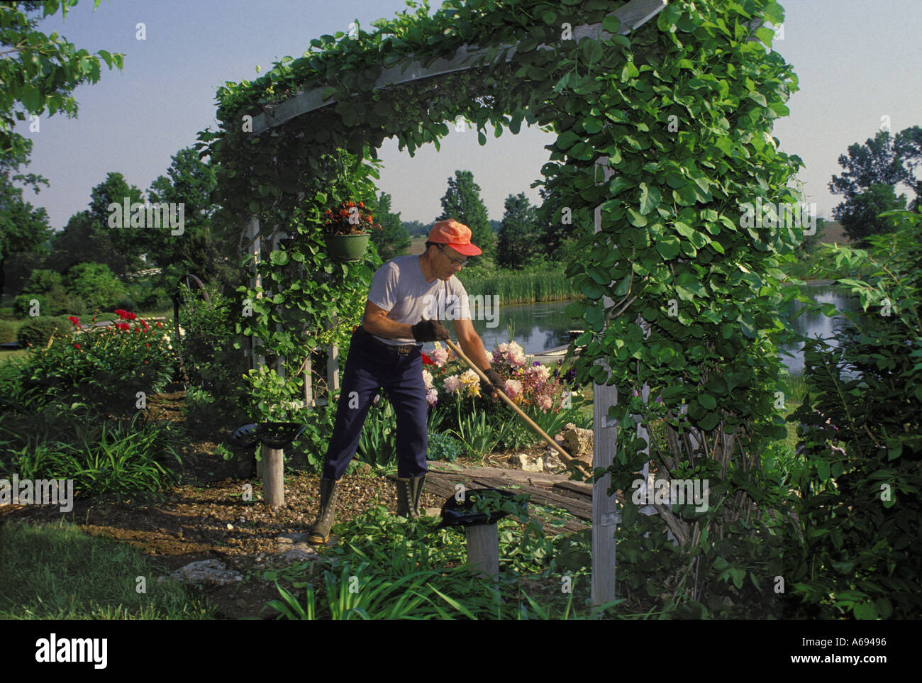 Man working with rake and gardening under a large arbor in a public garden Midwest, Missouri USA Stock Photo