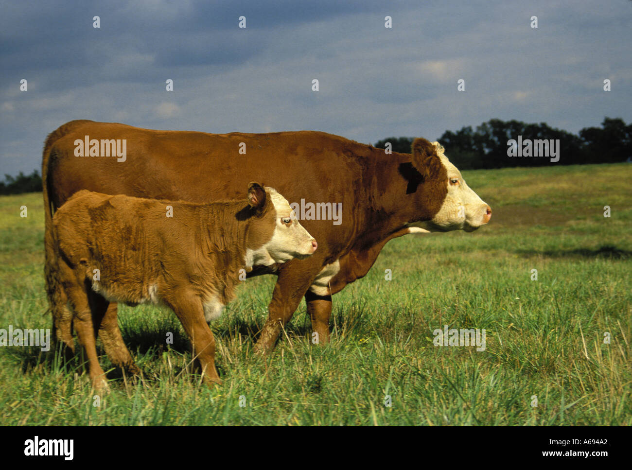 white face cow (3/4th Simmental 1/4 Angus) and her Gelbvieh calf stand in green pasture with blue sky, Missouri USA Stock Photo