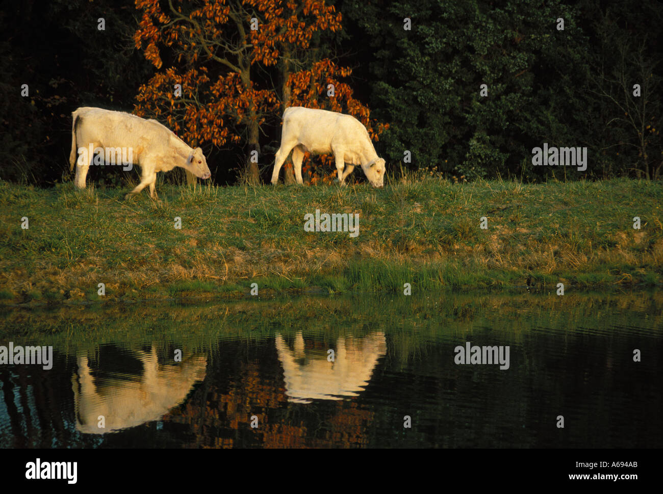 Two Charolais cows reflected in water as they graze beside fall colored trees, Missouri USA Stock Photo