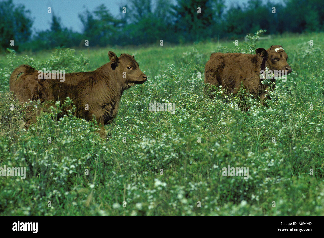 Two wild animals hi-res stock photography and images - Alamy